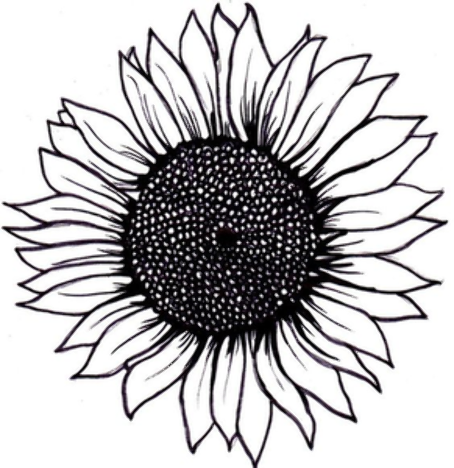 Download High Quality sunflower clipart vector Transparent PNG Images ...
