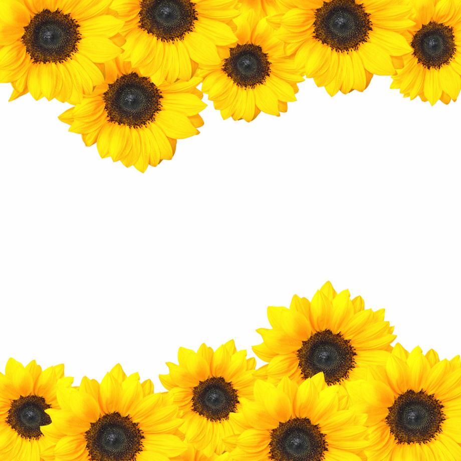 Sunflower clipart border design.