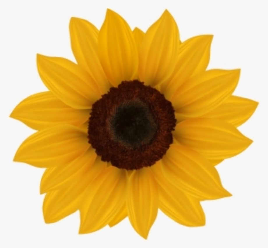 Download High Quality sunflower clipart easy Transparent PNG Images