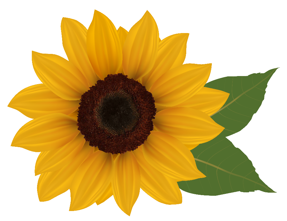 sunflower clip art realistic