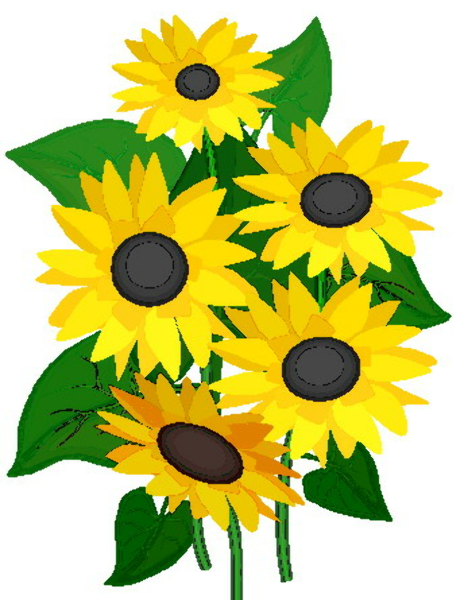 august clipart sunflower