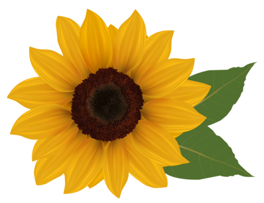 Free Free 150 Clipart Sunflower Png Free SVG PNG EPS DXF File