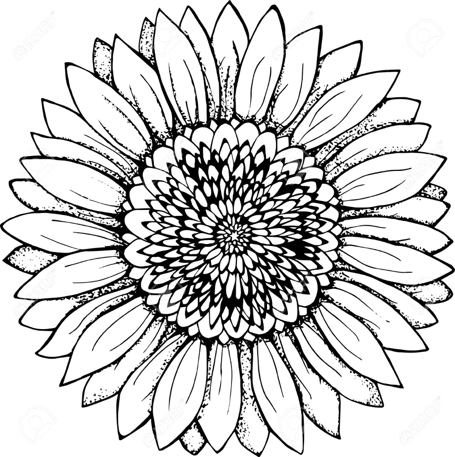 Free Free 290 Outline Simple Sunflower Clipart SVG PNG EPS DXF File