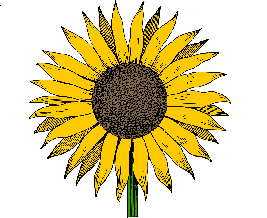 Free Free 89 Transparent Background Stem Sunflower Clipart SVG PNG EPS DXF File