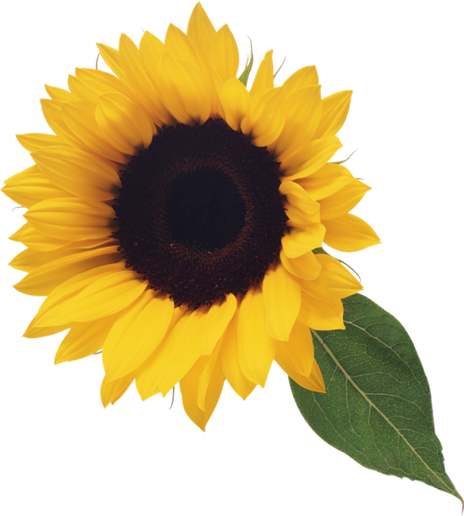 Download High Quality sunflower clip art fall Transparent PNG Images