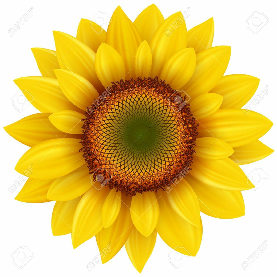 Free Free 248 Sunflower Clip Art Svg SVG PNG EPS DXF File