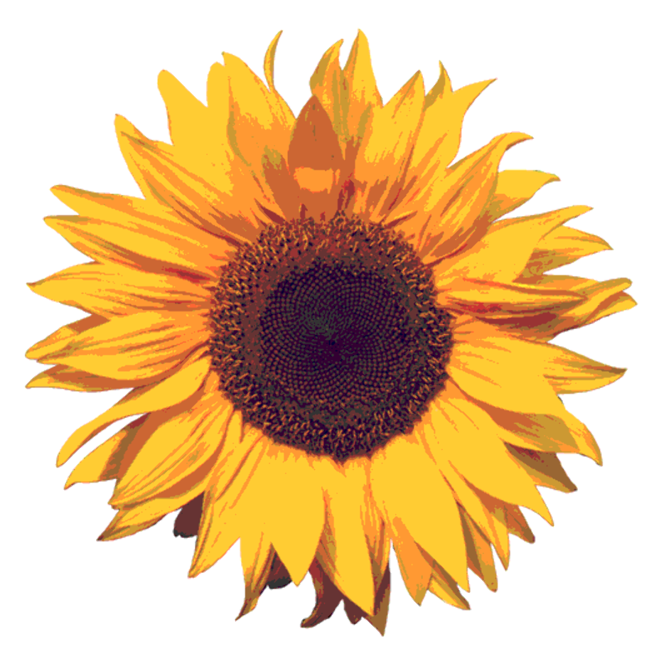 sunflower clip art rustic