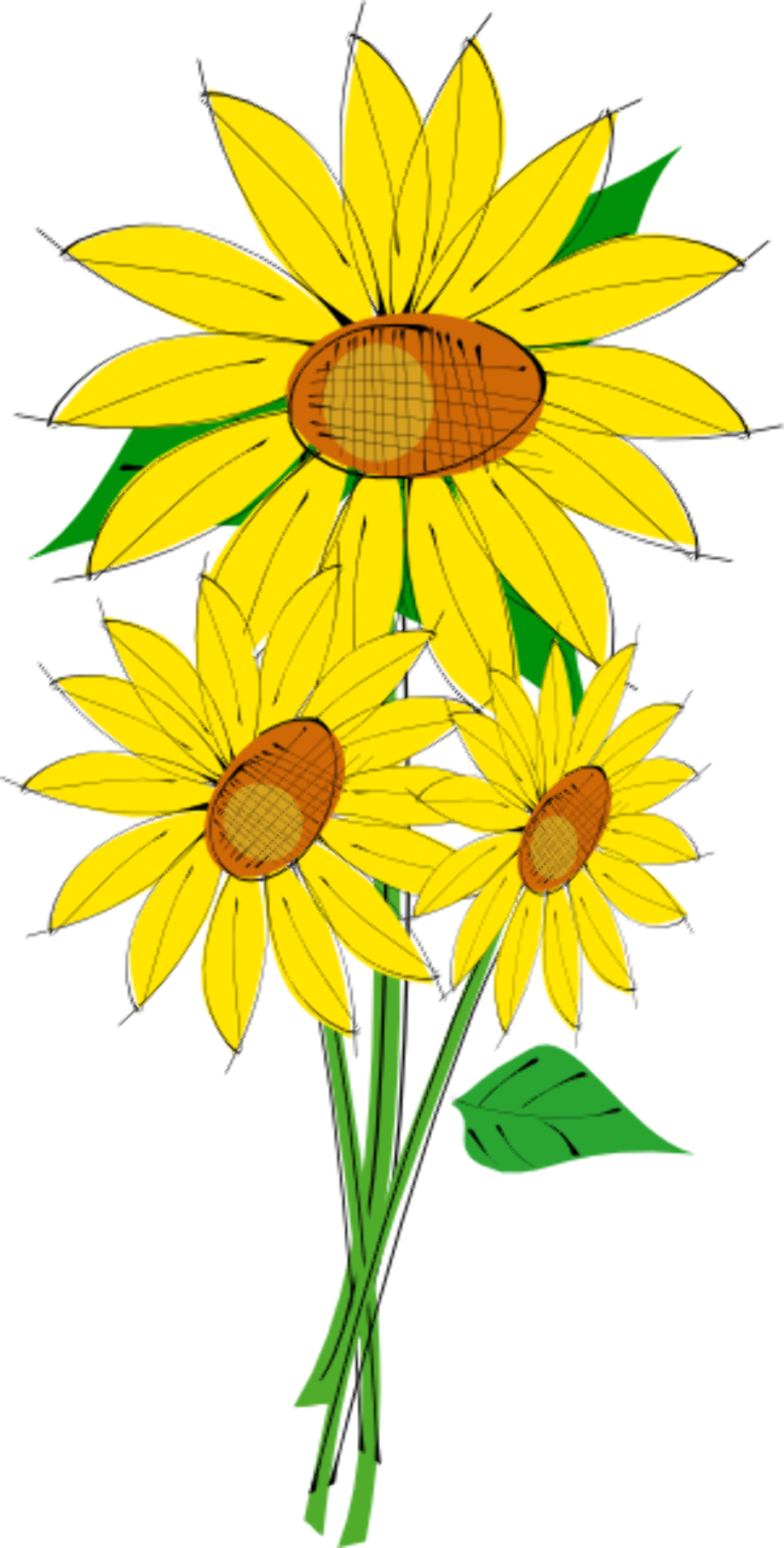 Download High Quality Sunflower Clipart Vector Transparent Png Images