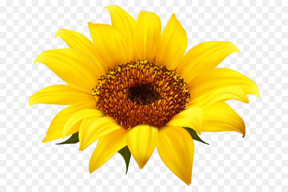 Download High Quality sunflower clipart yellow Transparent PNG Images