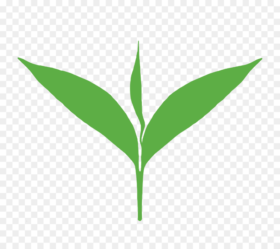 tea clipart leaf