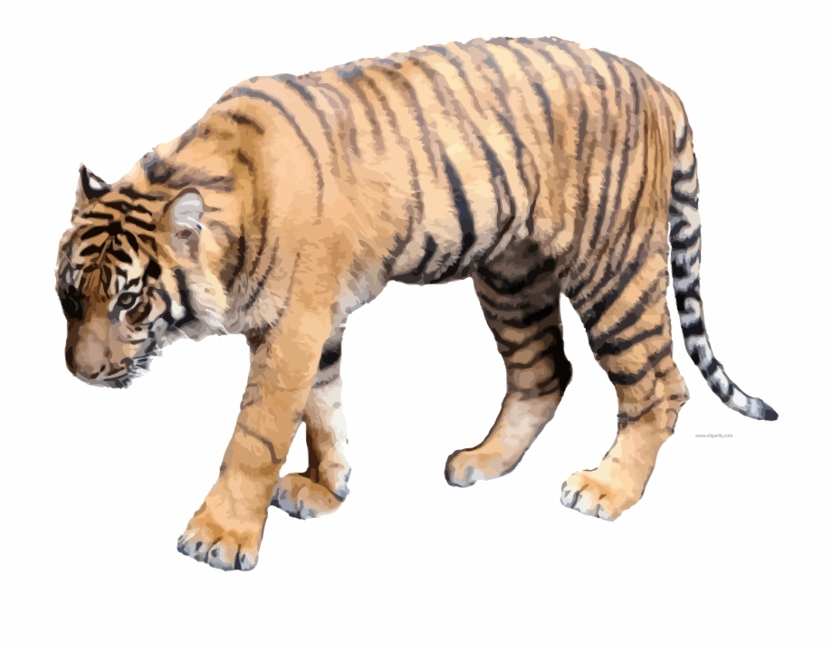 tiger clipart real