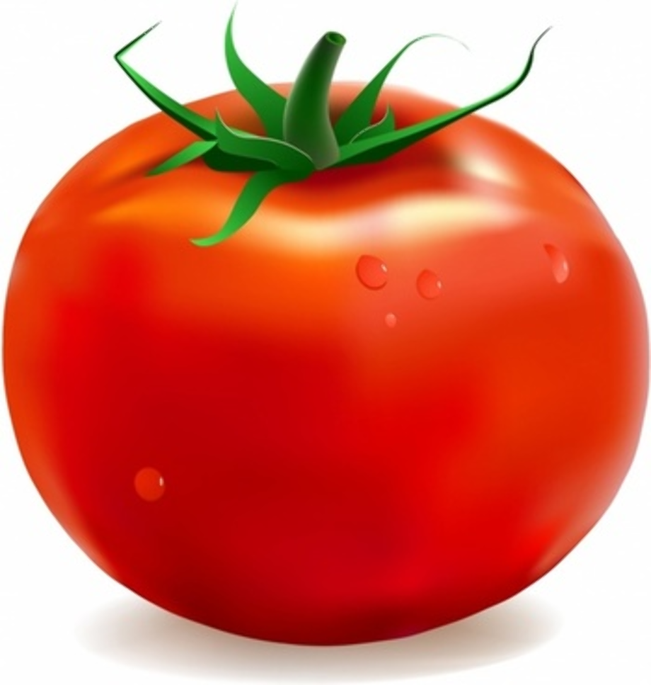 Download High Quality Tomato Clipart Illustration Transparent Png