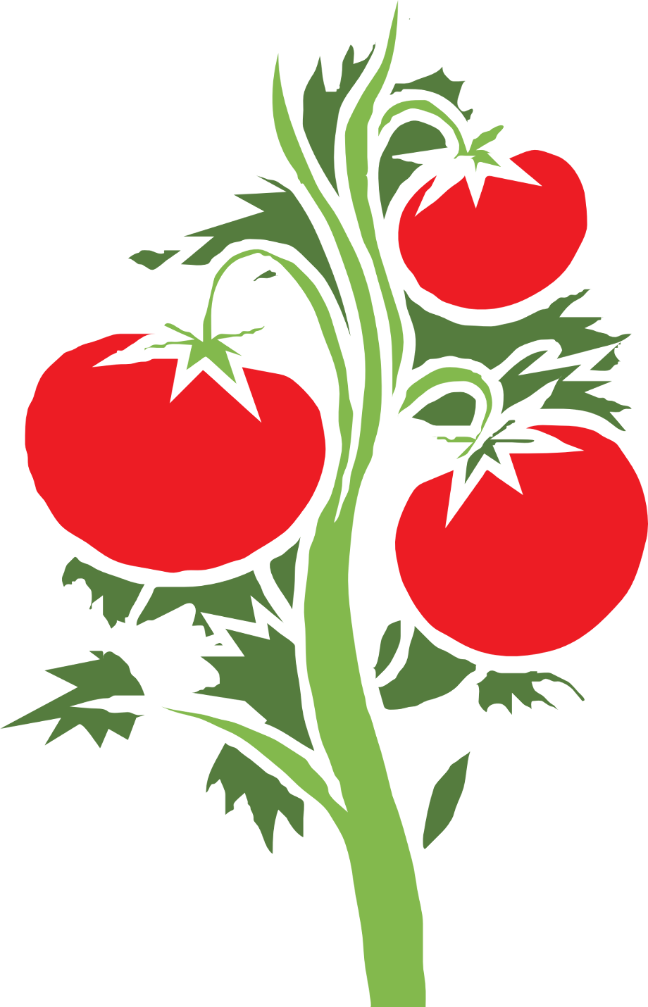 Download High Quality tomato clipart plant Transparent PNG Images - Art Prim clip arts 2019