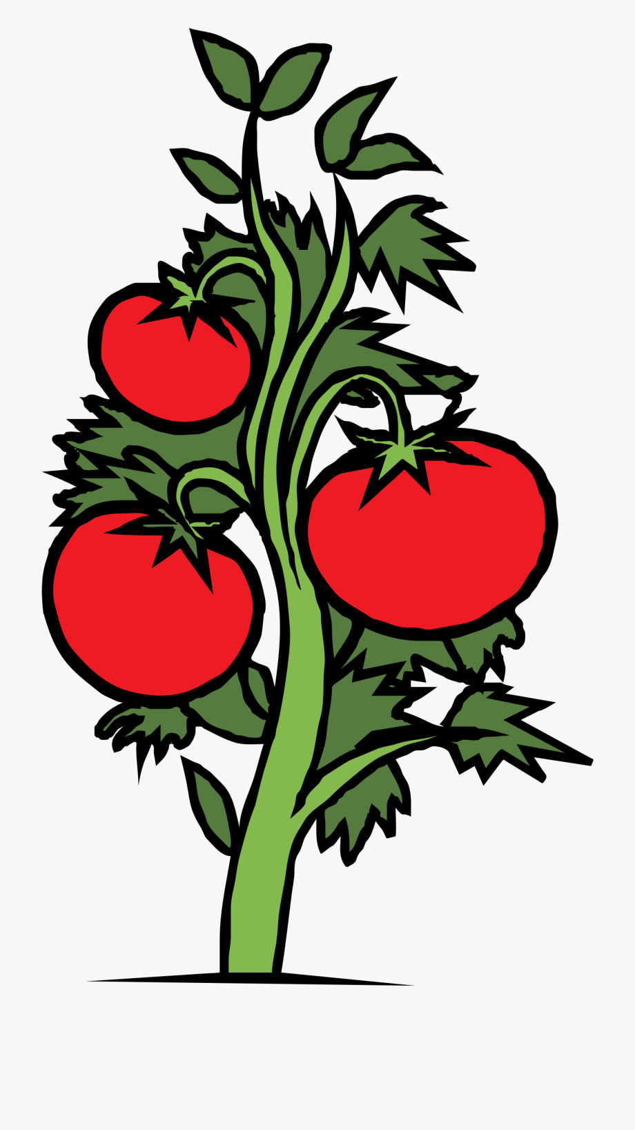 tomato clipart plant