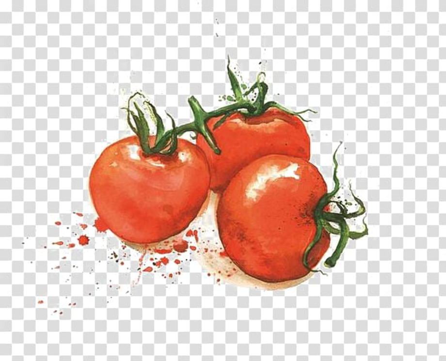 tomato clipart watercolor