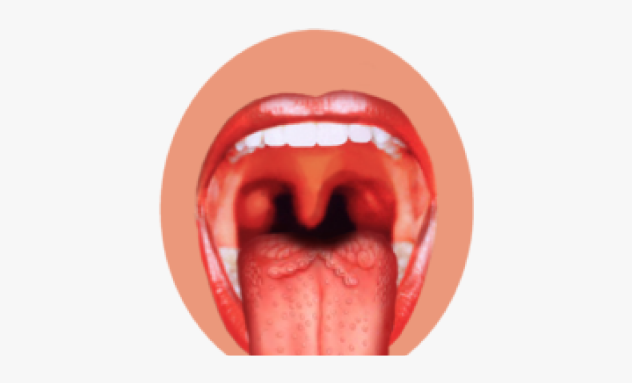 tongue clipart sense organ