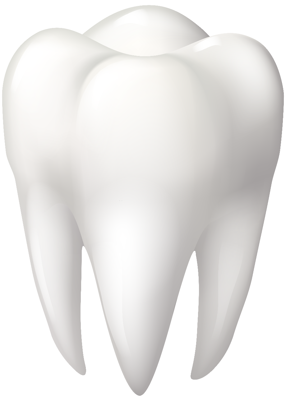 Tooth Molar Transparent Background Png