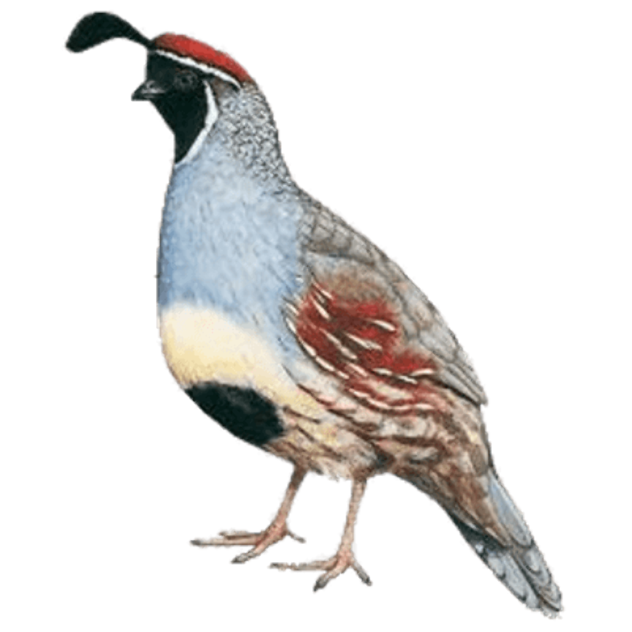 transparent california quail