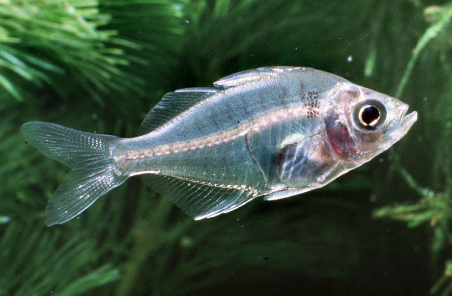 transparent fish rare
