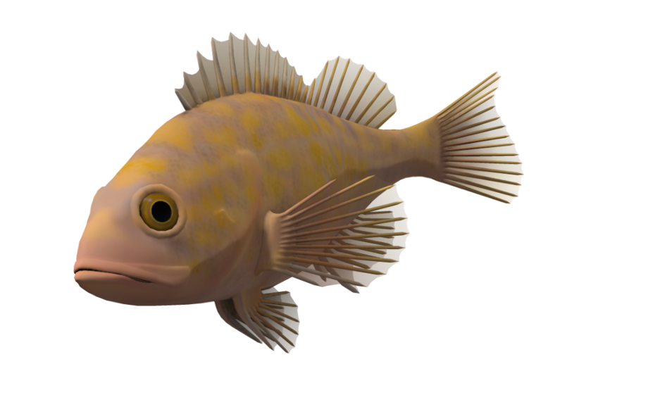 Download High Quality transparent fish background Transparent PNG