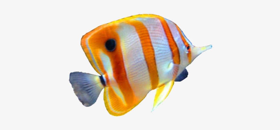 transparent fish colorful