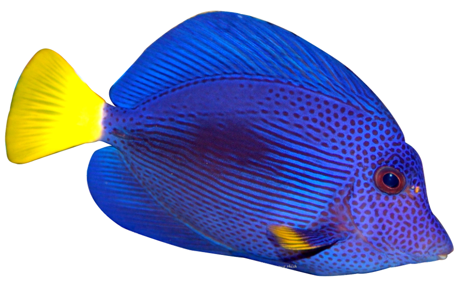 Download High Quality transparent fish colorful Transparent PNG Images