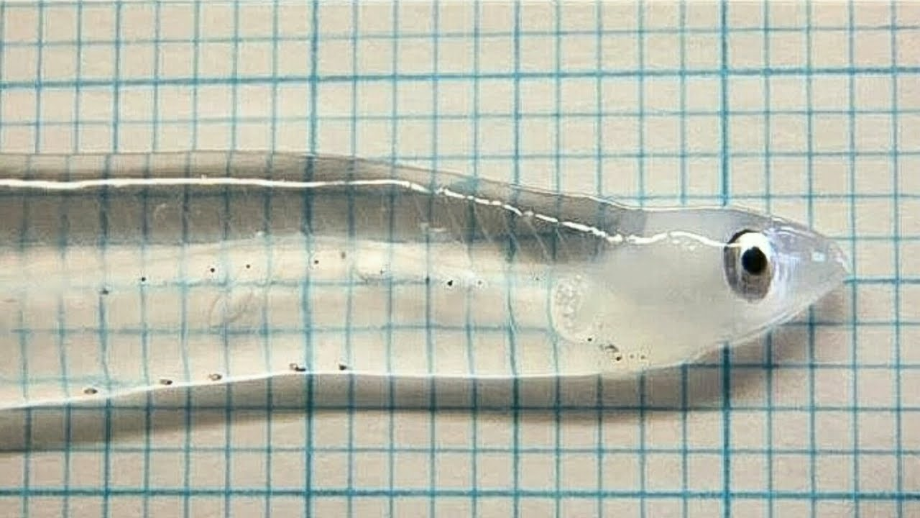 transparent fish invisible