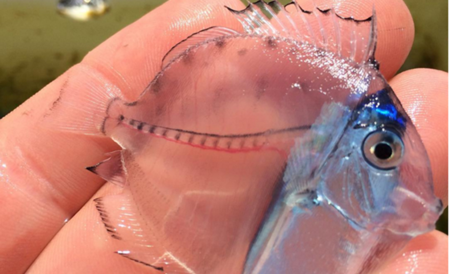 transparent fish clear