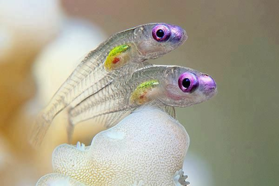 transparent fish small