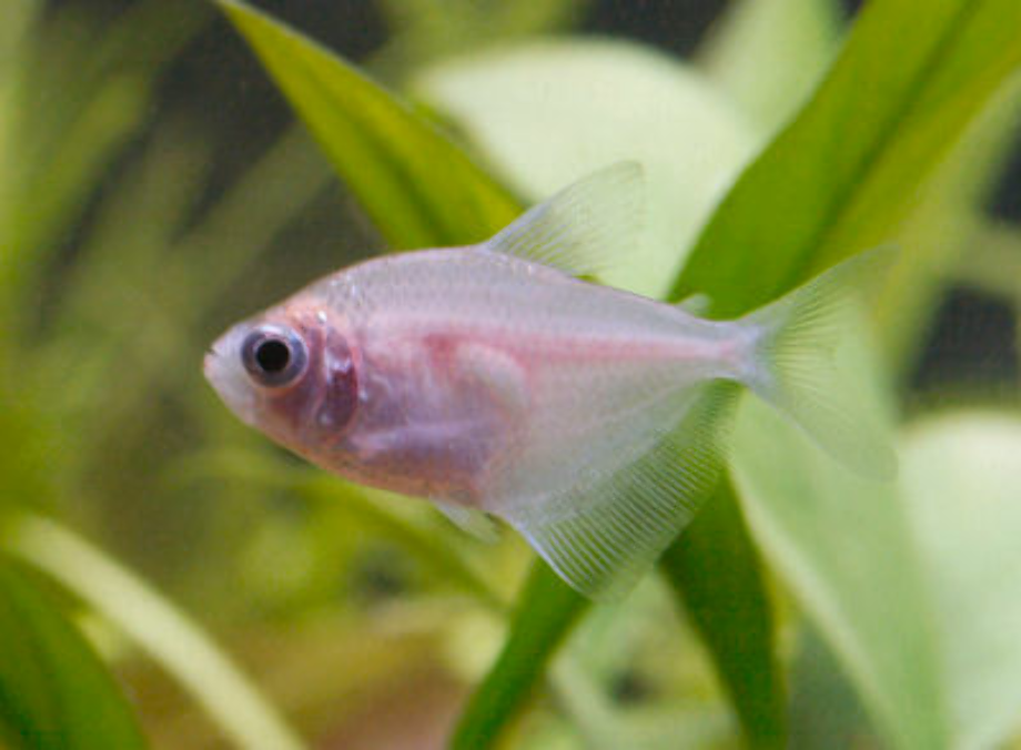 transparent fish tetra