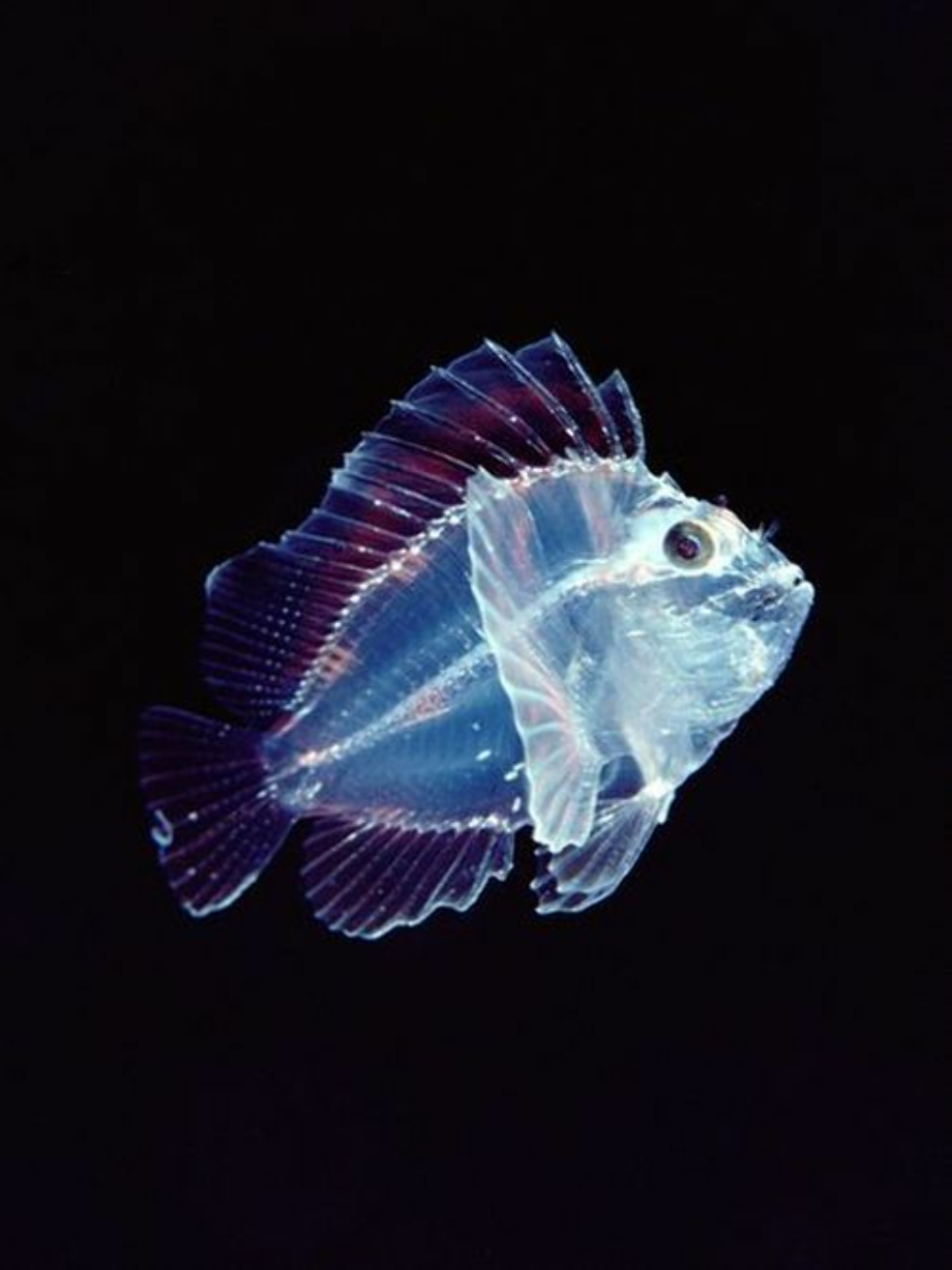 transparent fish deep sea