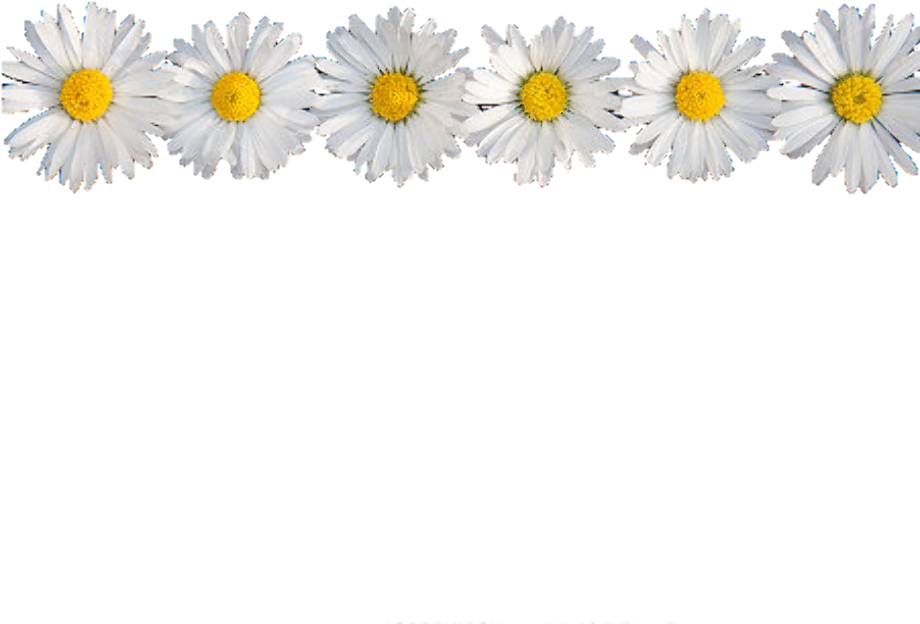 Download High Quality transparent flower crown daisy Transparent PNG