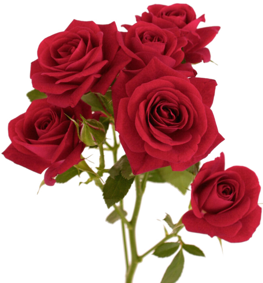 Download High Quality flowers transparent red Transparent PNG Images