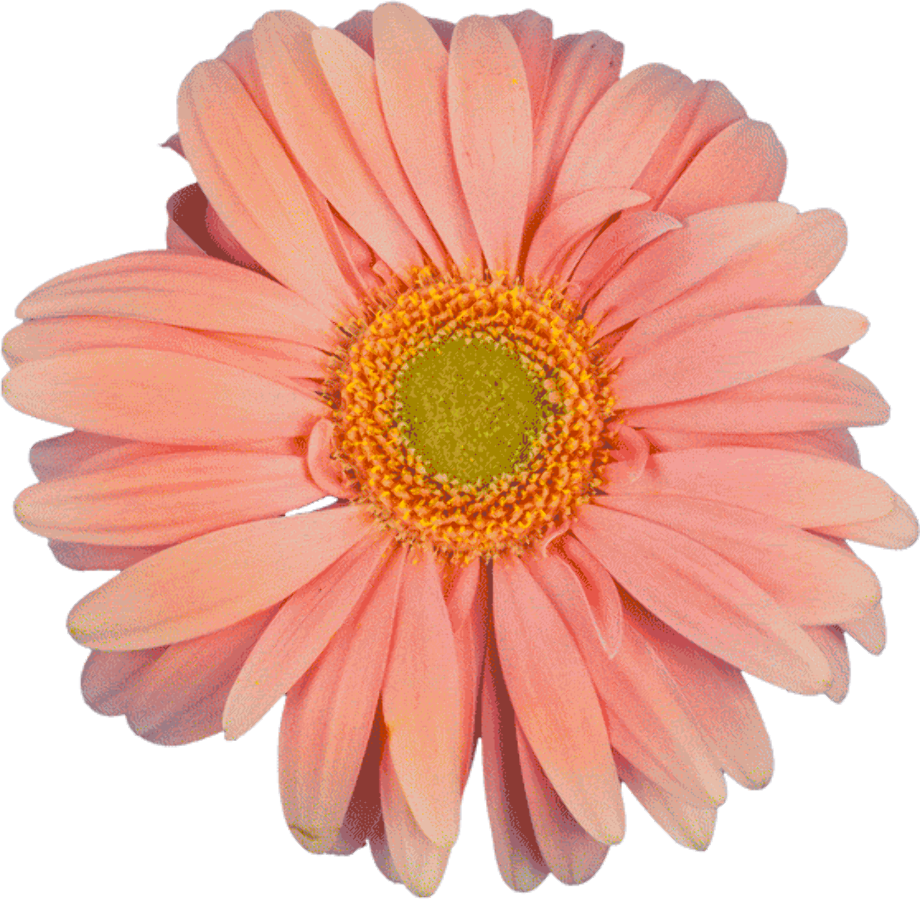 transparent gif flower