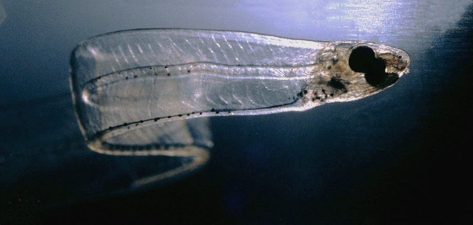 transparent fish leptocephalus
