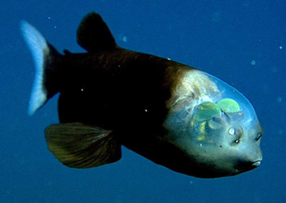 transparent fish translucent