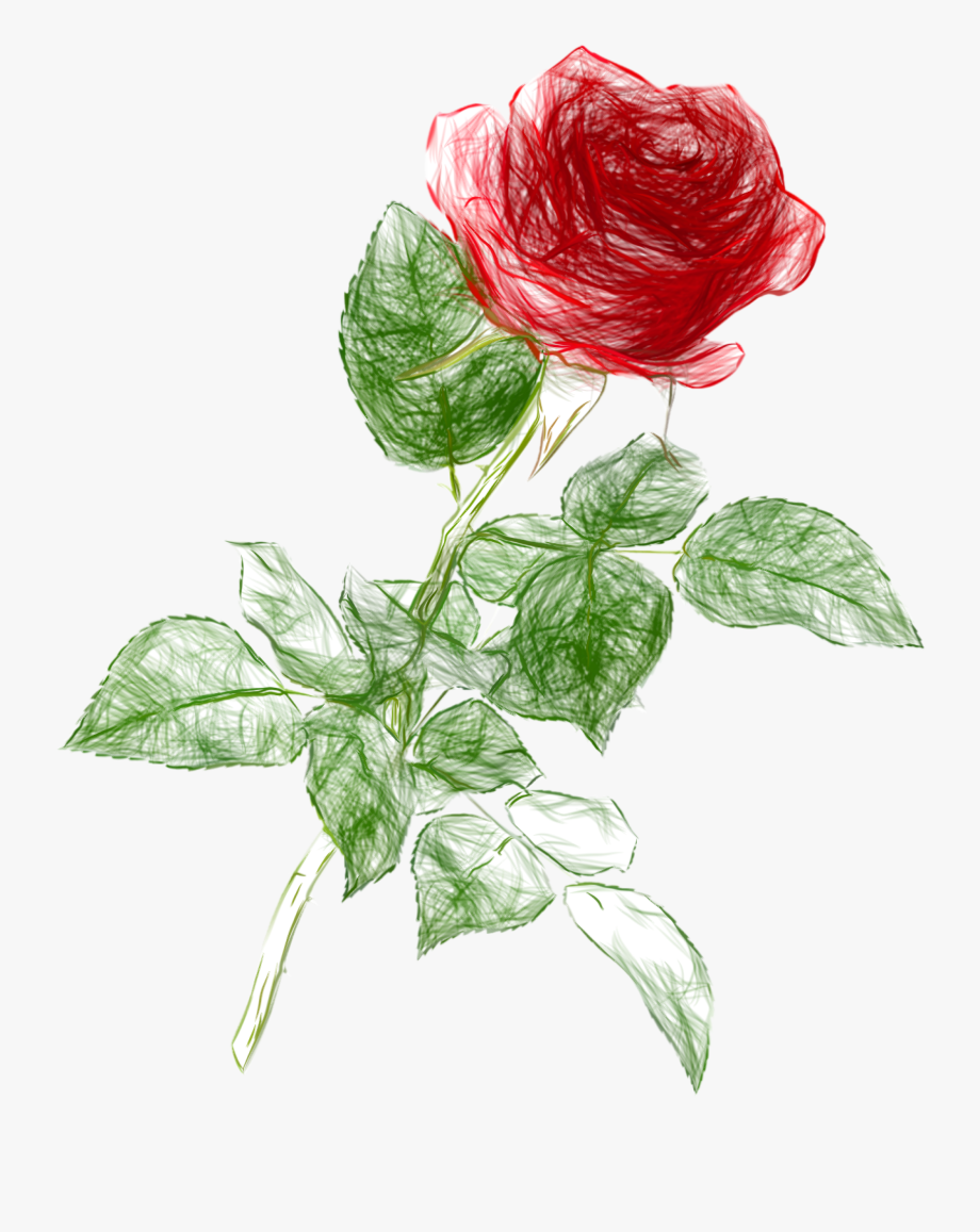 Download High Quality transparent  rose  drawing Transparent  