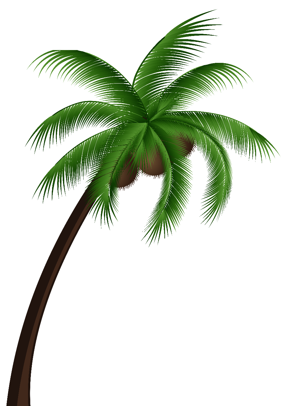 Tree clipart palm png