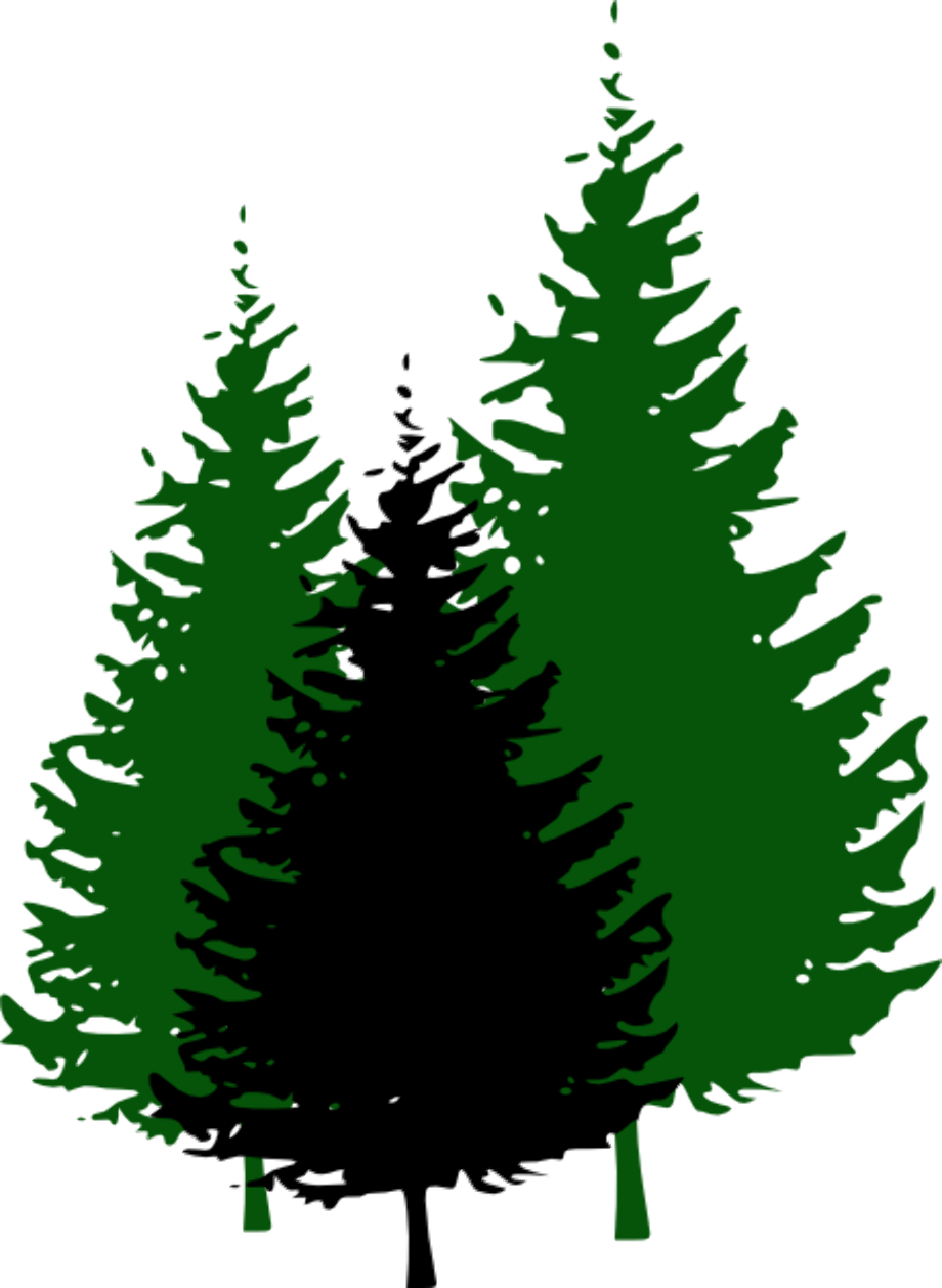 Download High Quality Tree clipart evergreen Transparent PNG Images ...