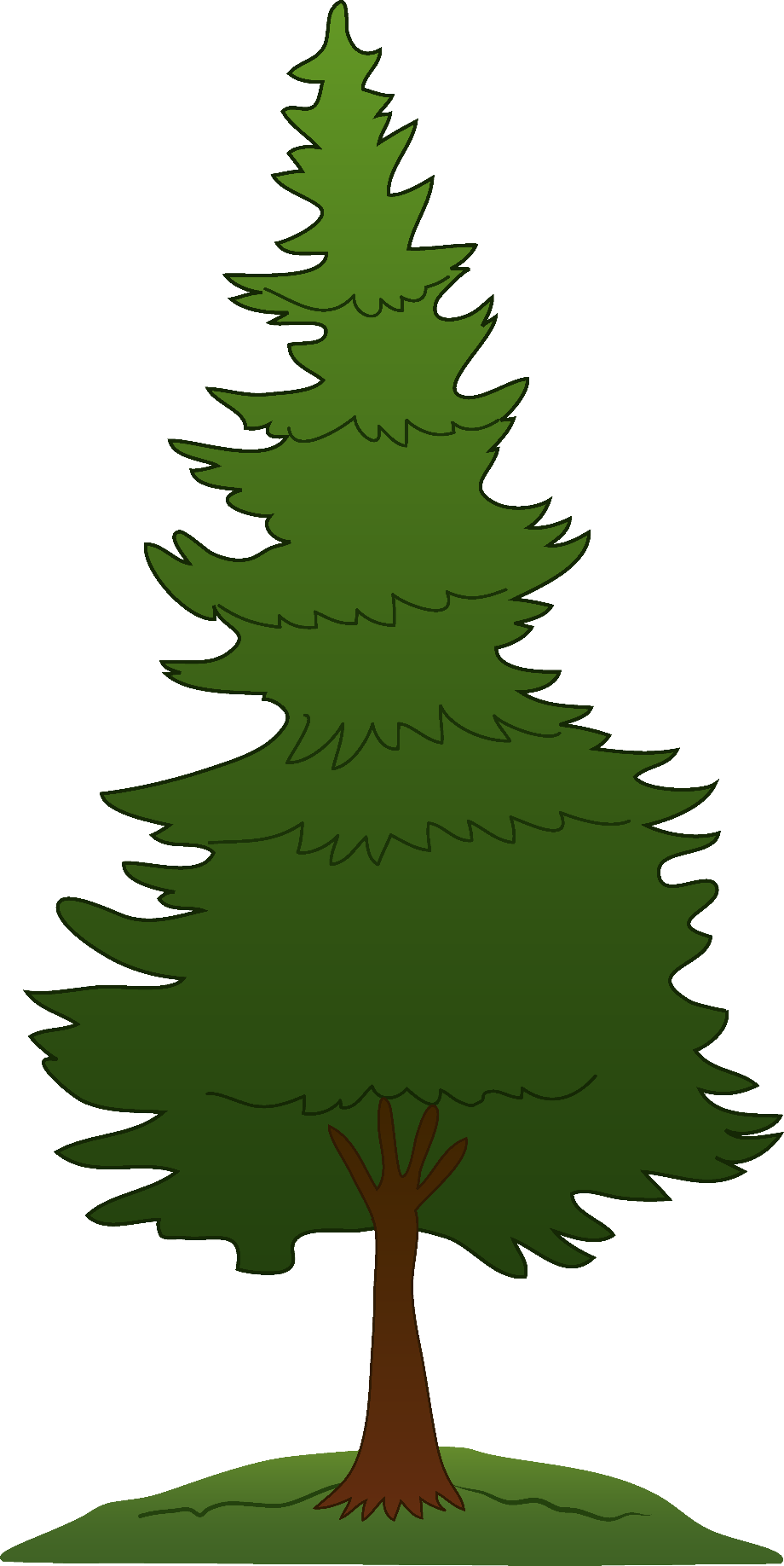 pine tree clipart illustration
