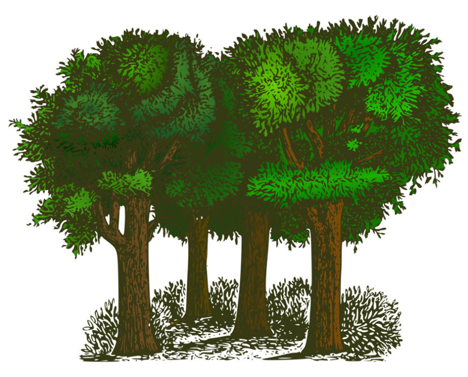 Download High Quality Tree clipart forest Transparent PNG Images - Art