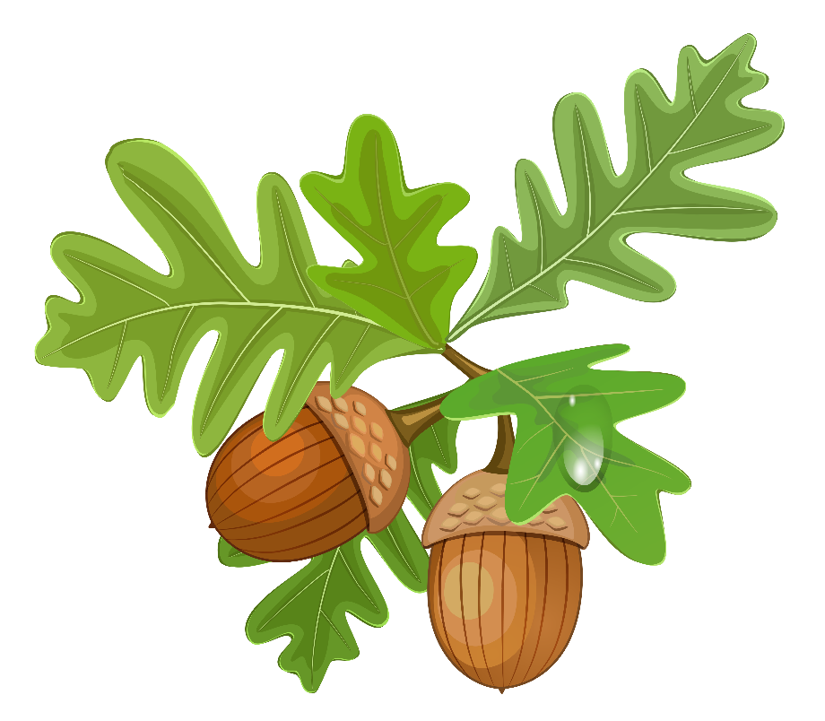 acorn clipart leaves