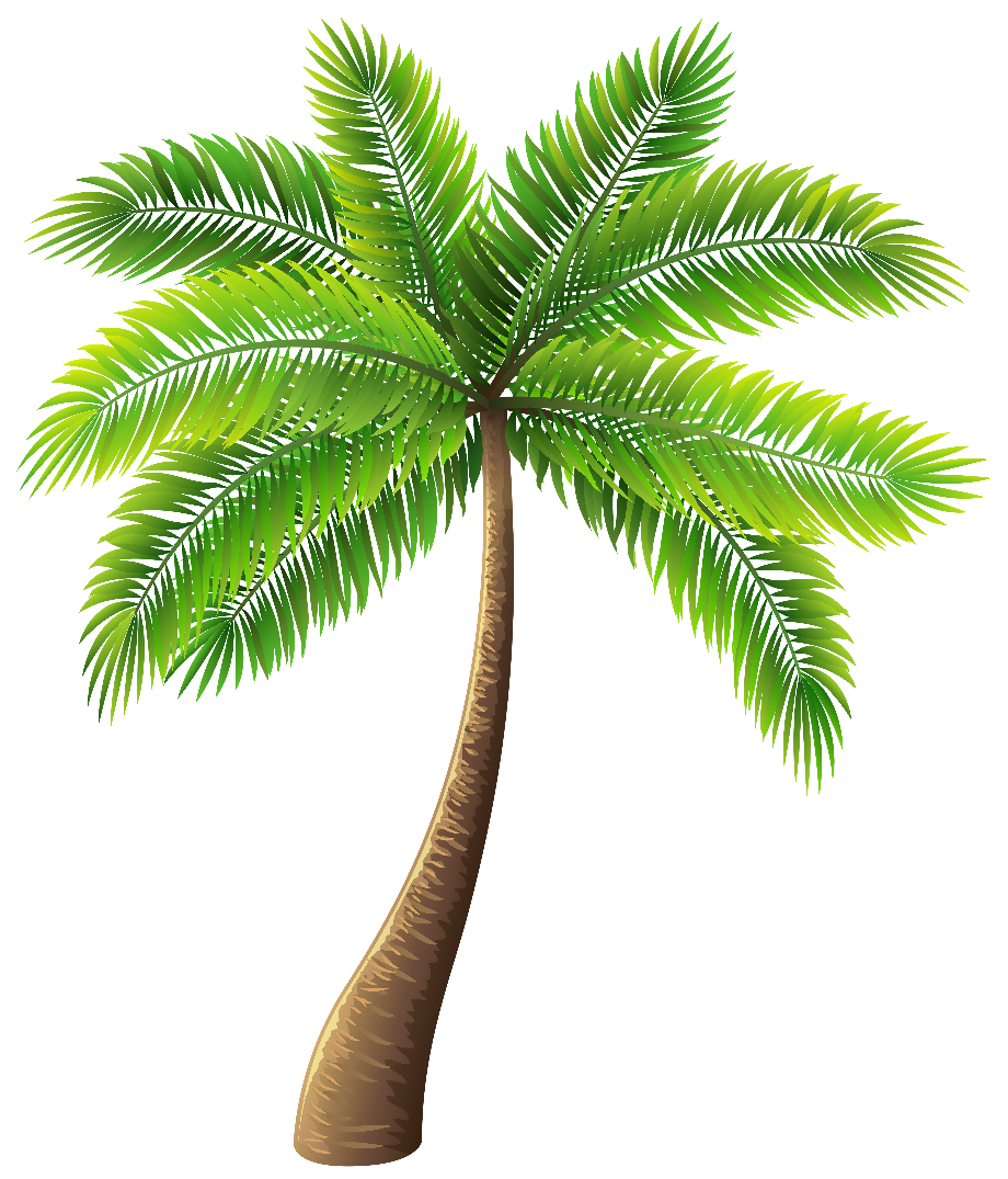 palm tree clipart single
