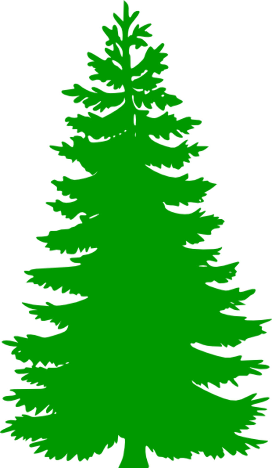 pine tree clip art fir