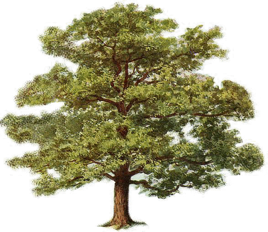 Download High Quality Tree clipart realistic Transparent PNG Images