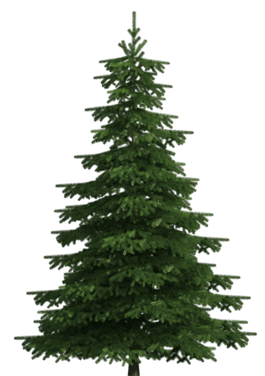 Download High Quality Tree clipart realistic Transparent PNG Images