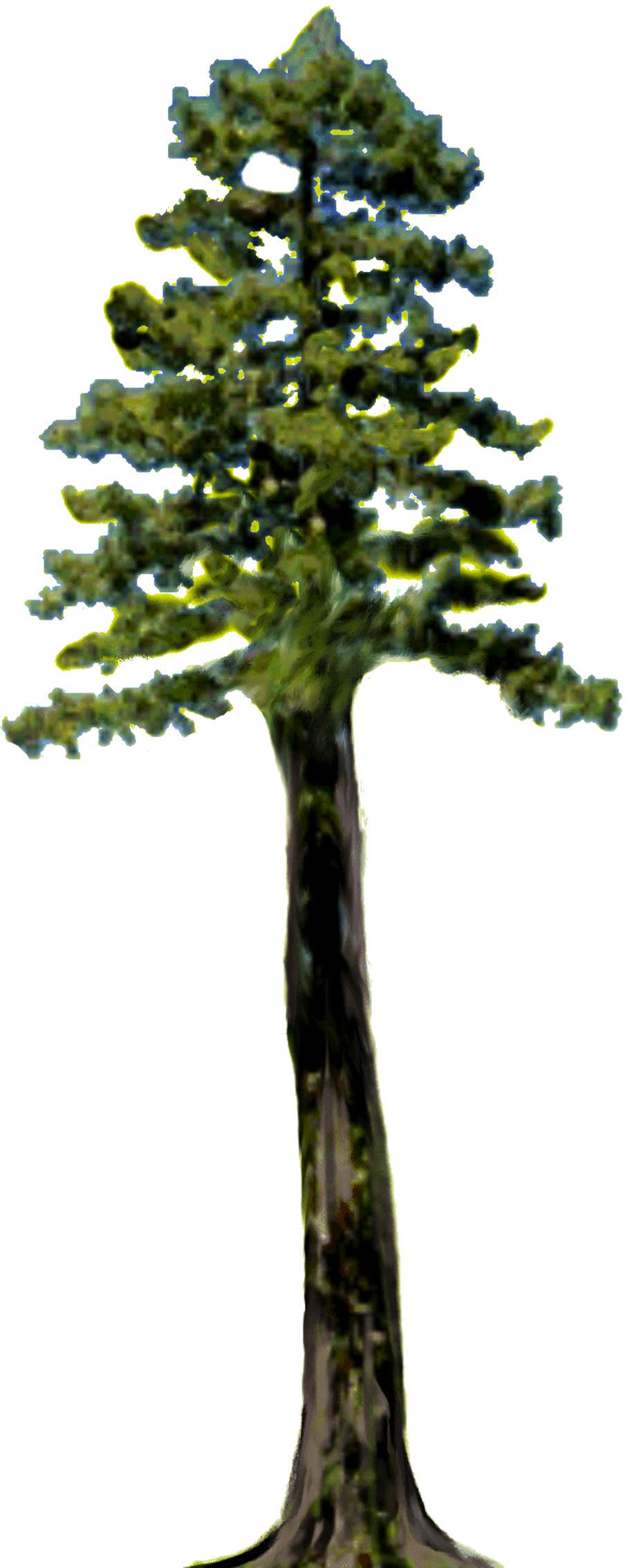 Download High Quality Tree clipart redwood Transparent PNG Images - Art