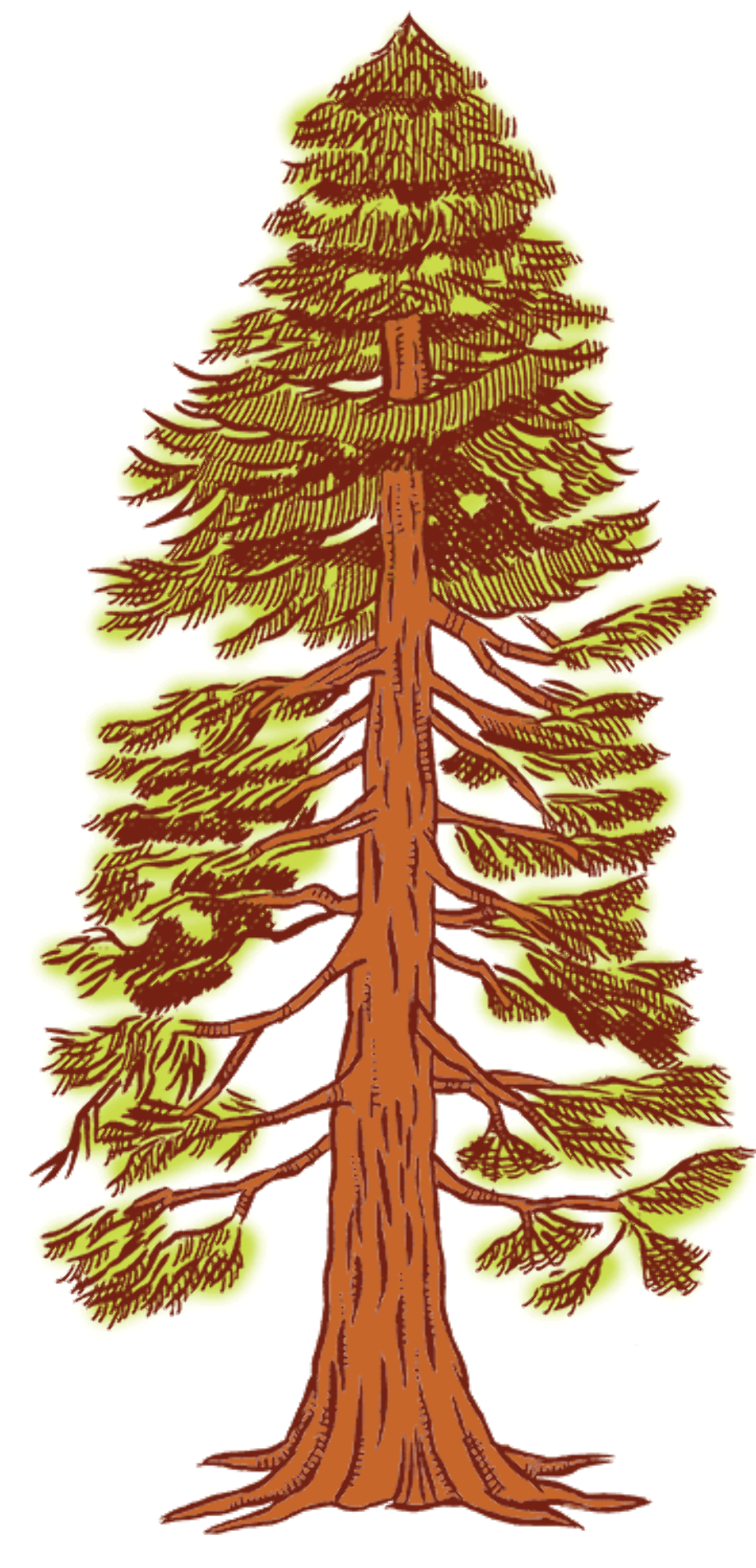 Download High Quality Tree clipart redwood Transparent PNG Images - Art