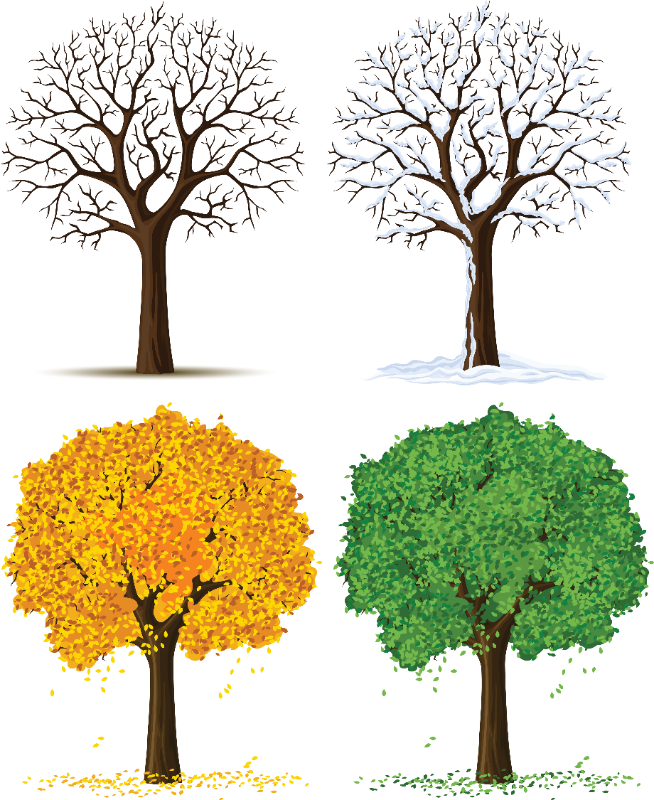 Tree clipart four seasons.