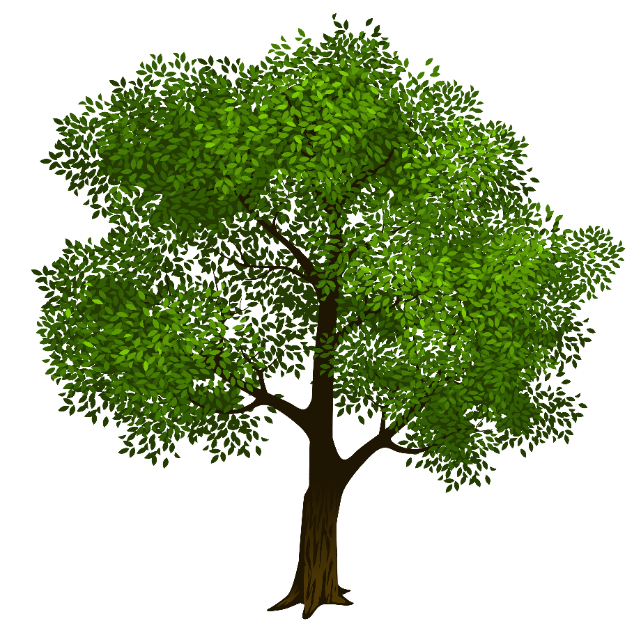 Tree clipart oak